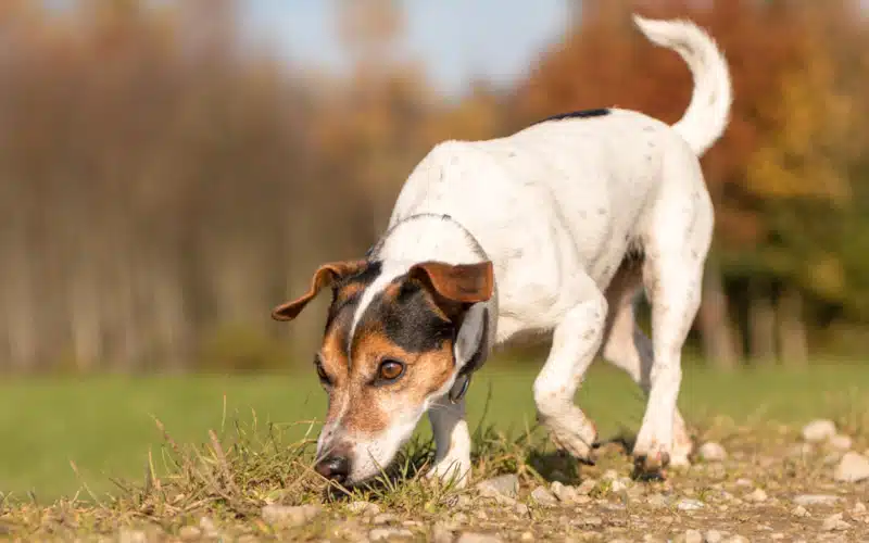 Dog sniffing grass