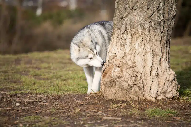 Husky dog sniffing a tree