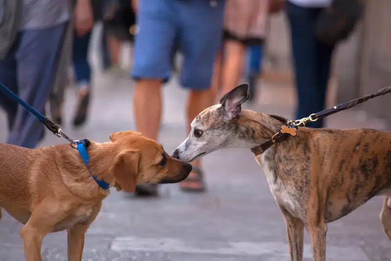 Pair of dogs sniffing each other in the street