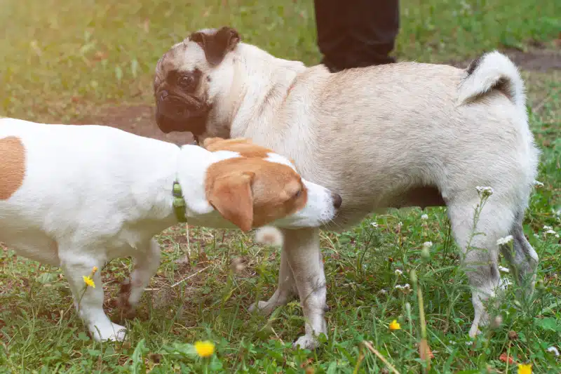 Jack russel terrier and pug dog sniffing each other outside on meadow