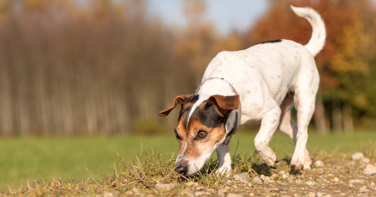 Letting Your Dog Sniff on Walks Calms Them and Helps Them Learn About Their Environment