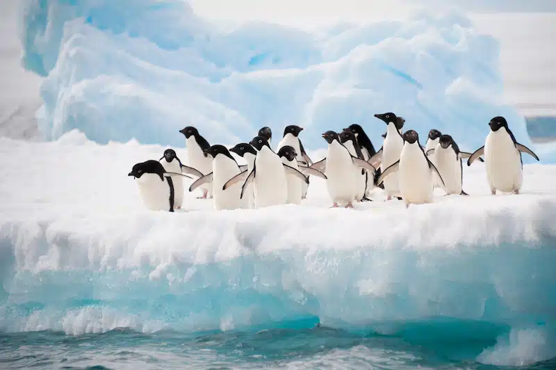 Penguins on the snow in Antarctica