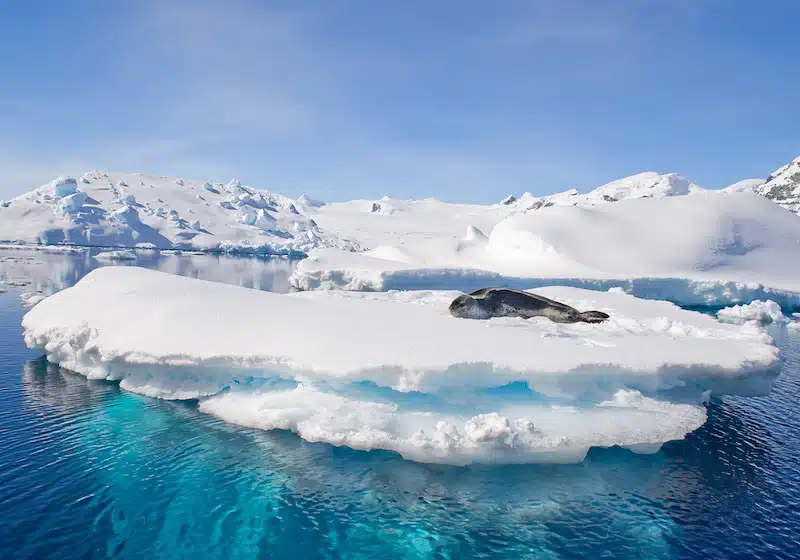 Leopard seal resting on ice floe, looking at the photographer, blue sky, with icebergs in background, cloudy day, Antarctic peninsula