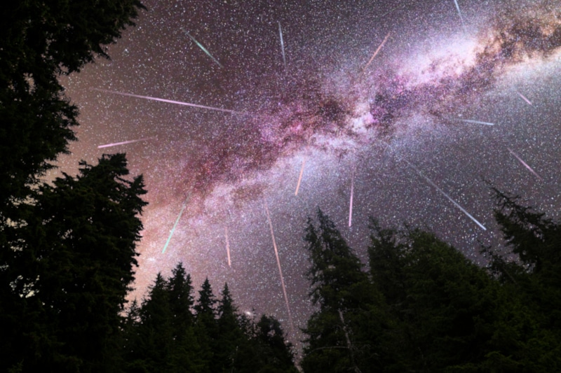 A view of a Meteor Shower and the purple Milky Way with pine trees forest silhouette in the foreground. Perseid Meteor Shower observation. Night sky nature summer landscape. Colorful shooting stars.