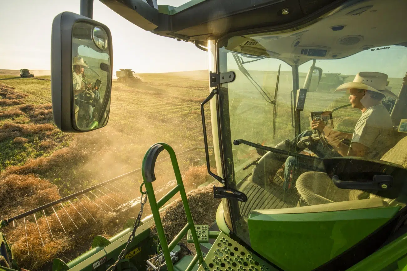 Farmer harvesting organic peas