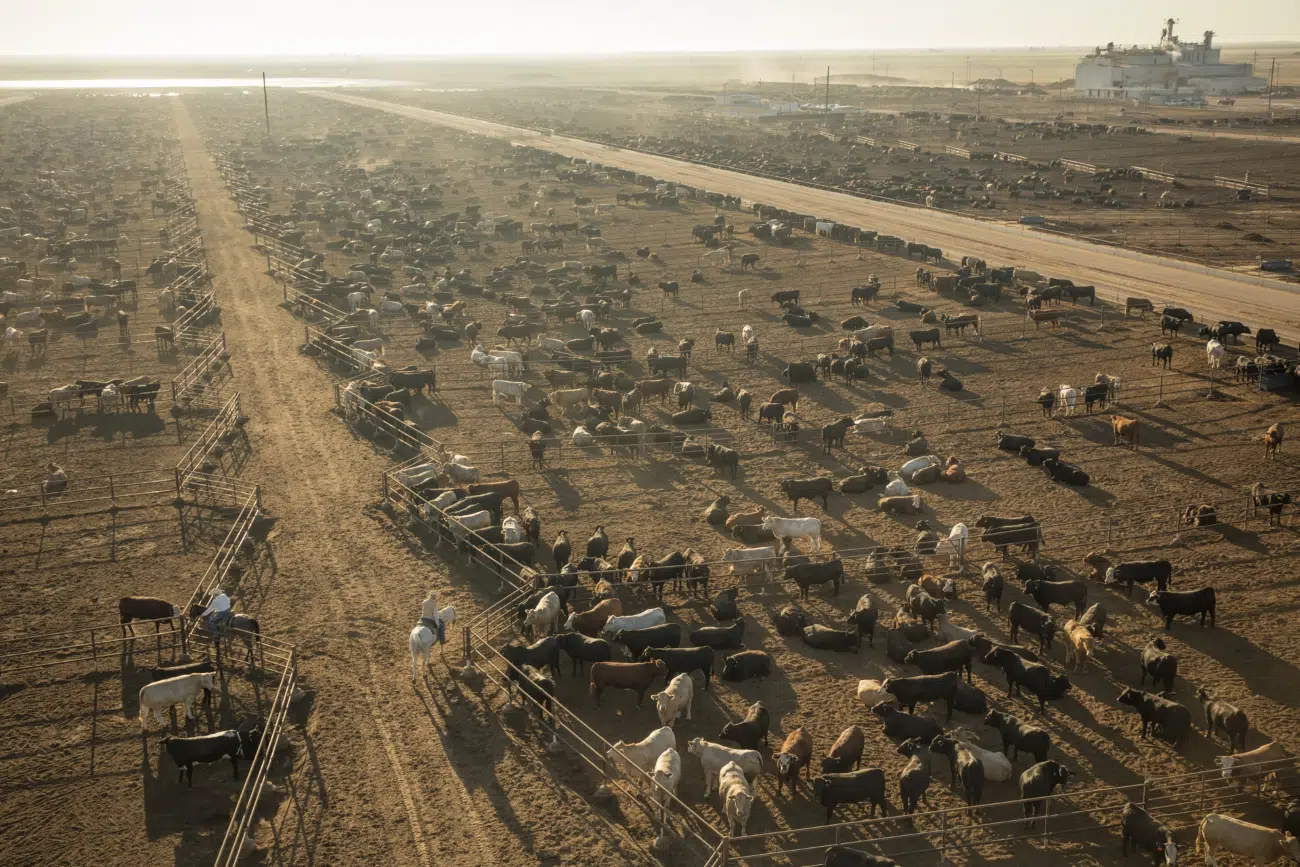 Modern cowboys conduct wellness checks on horseback at the Wrangler Feedyard in Tulia, Texas