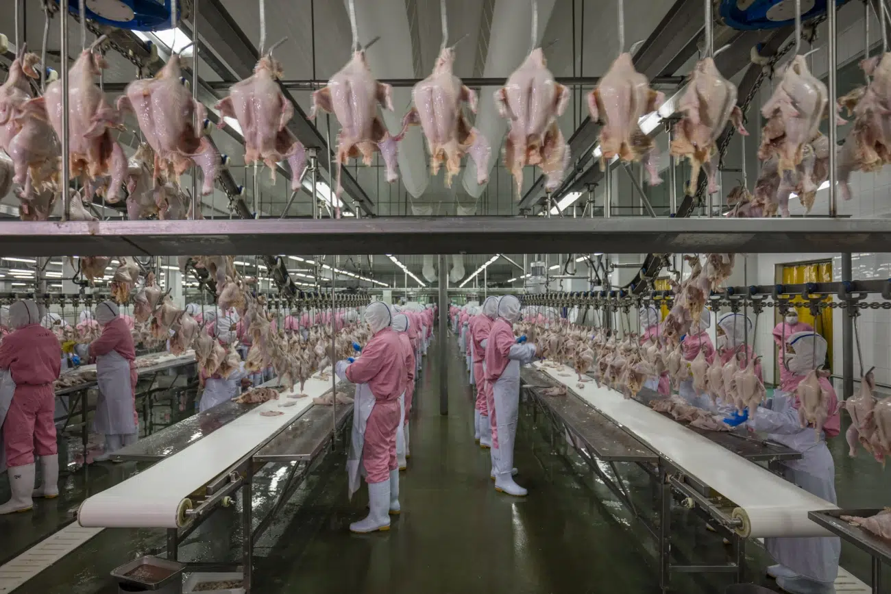 A few of the two thousand workers at the CP Group’s chicken processing plant in Jiangsu, China