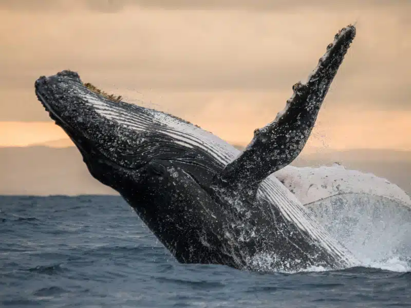 Humpback whale breaching at sunset