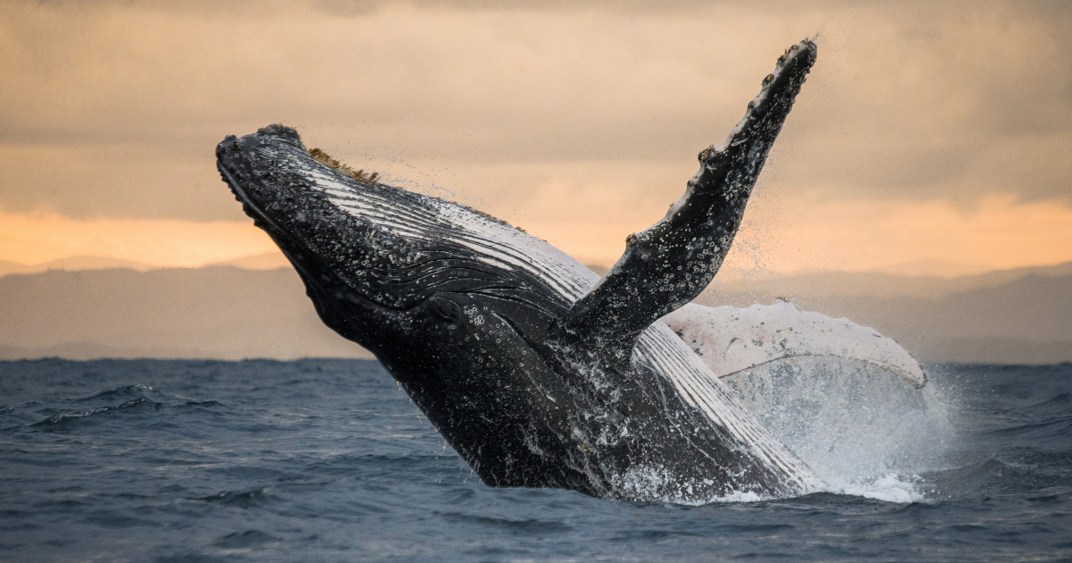 Humpback Whale Breaks Migration Record and Baffles Scientists by Making 8,000-Mile Journey