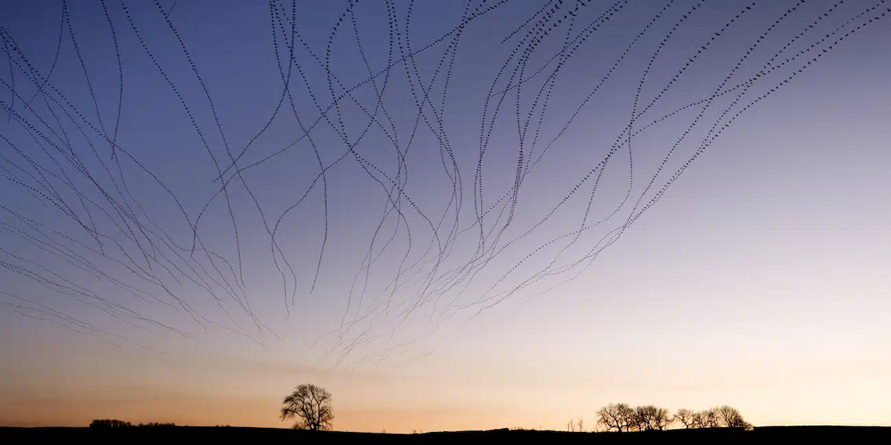 Starling Murmuration Photos by Kathryn Cooper