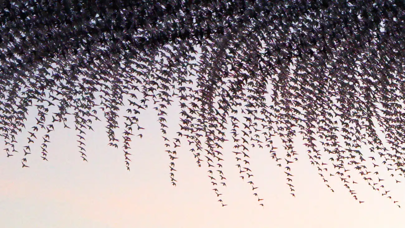 Starling Murmuration Photos by Kathryn Cooper