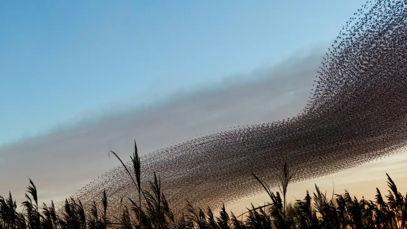 Starling Murmuration Photos by Kathryn Cooper