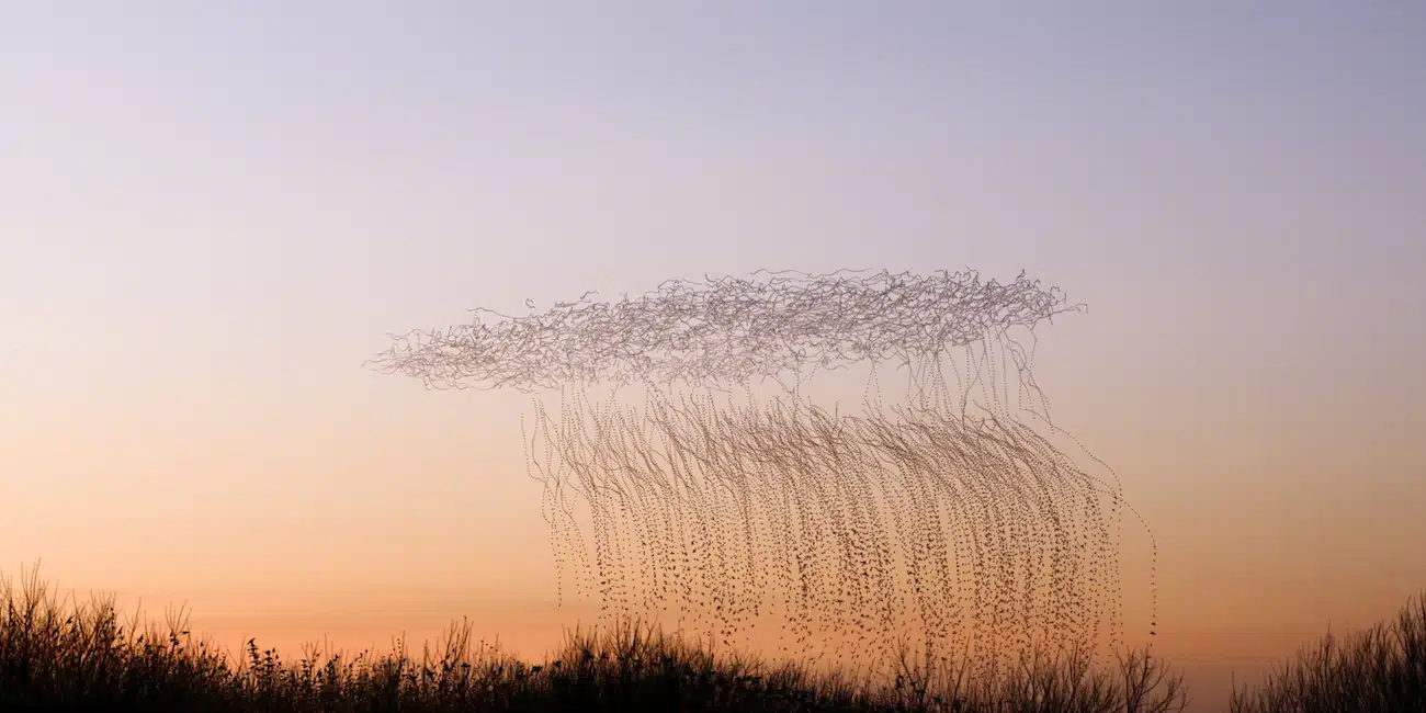 Starling Murmuration Photos by Kathryn Cooper