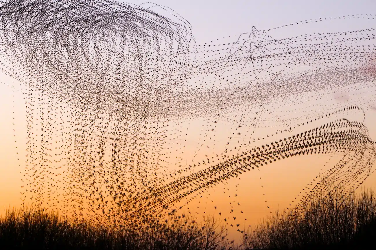 Starling Murmuration Photos by Kathryn Cooper