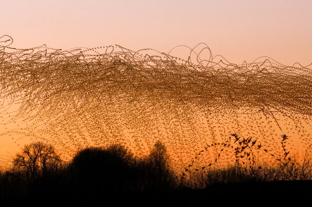 Starling Murmuration Photos by Kathryn Cooper