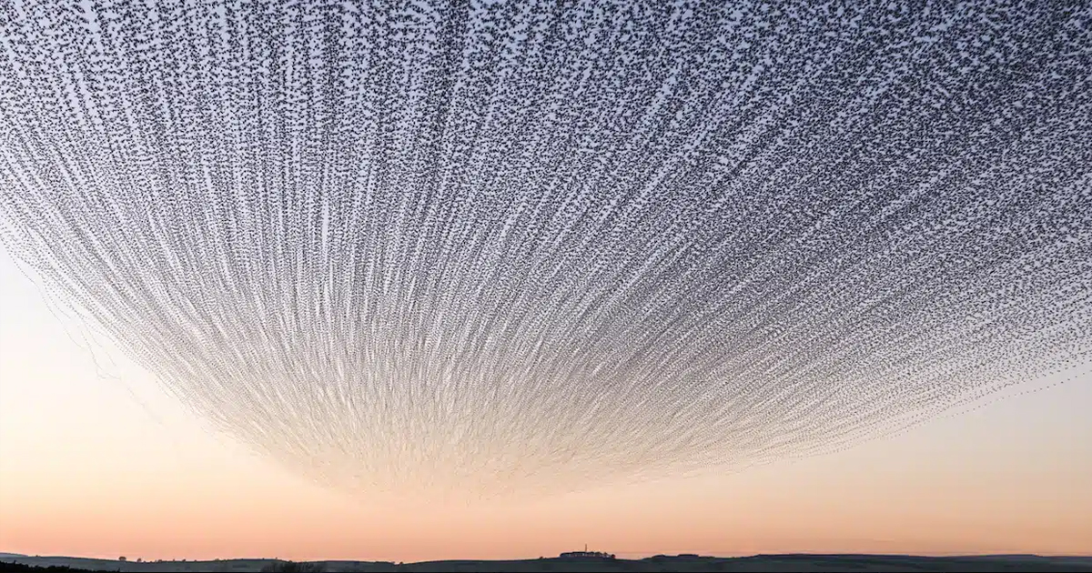 Photographer Documents the Mesmerizing Movements of Bird Murmurations in England