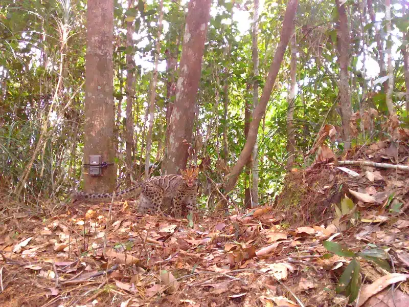 A startled marbled cat hisses at the camera in Malaysia's Al-Sultan Abdullah Royal Tiger Reserve