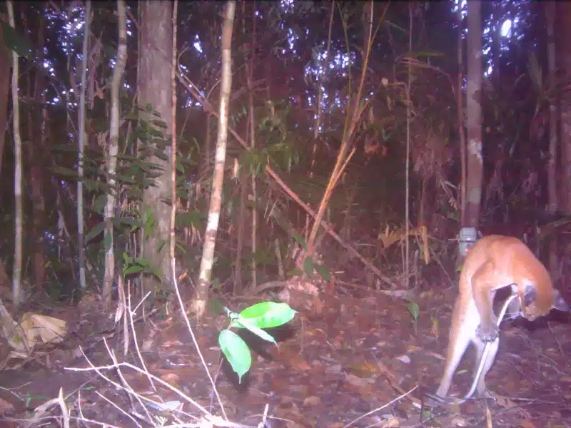 An Asian golden cat battles a snake in Malaysia's Al-Sultan Abdullah Royal Tiger Reserve.