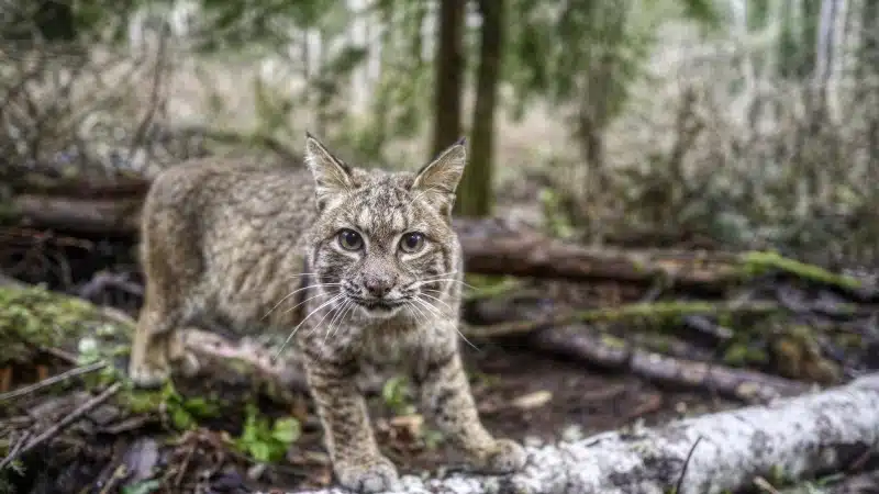 An adult bobcat examines Panthera's camera trap on the Olympic Peninsula of Washington.