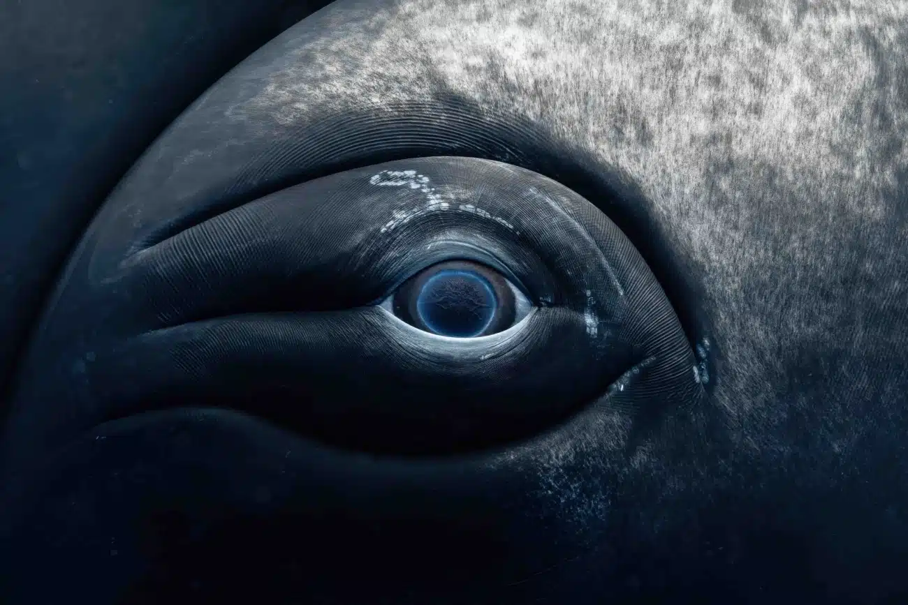 Rachel Moore Photo of Whale Eye