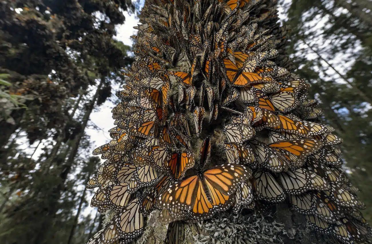 Saving the Monarchs by Jaime Rojo