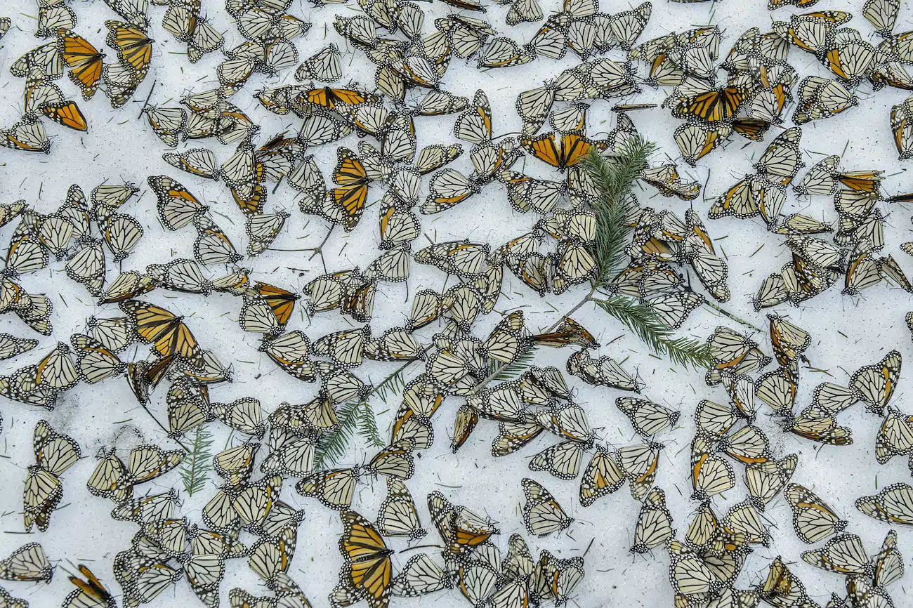 Saving the Monarchs by Jaime Rojo