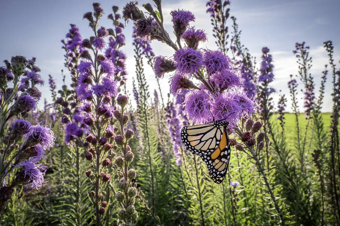 Saving the Monarchs by Jaime Rojo