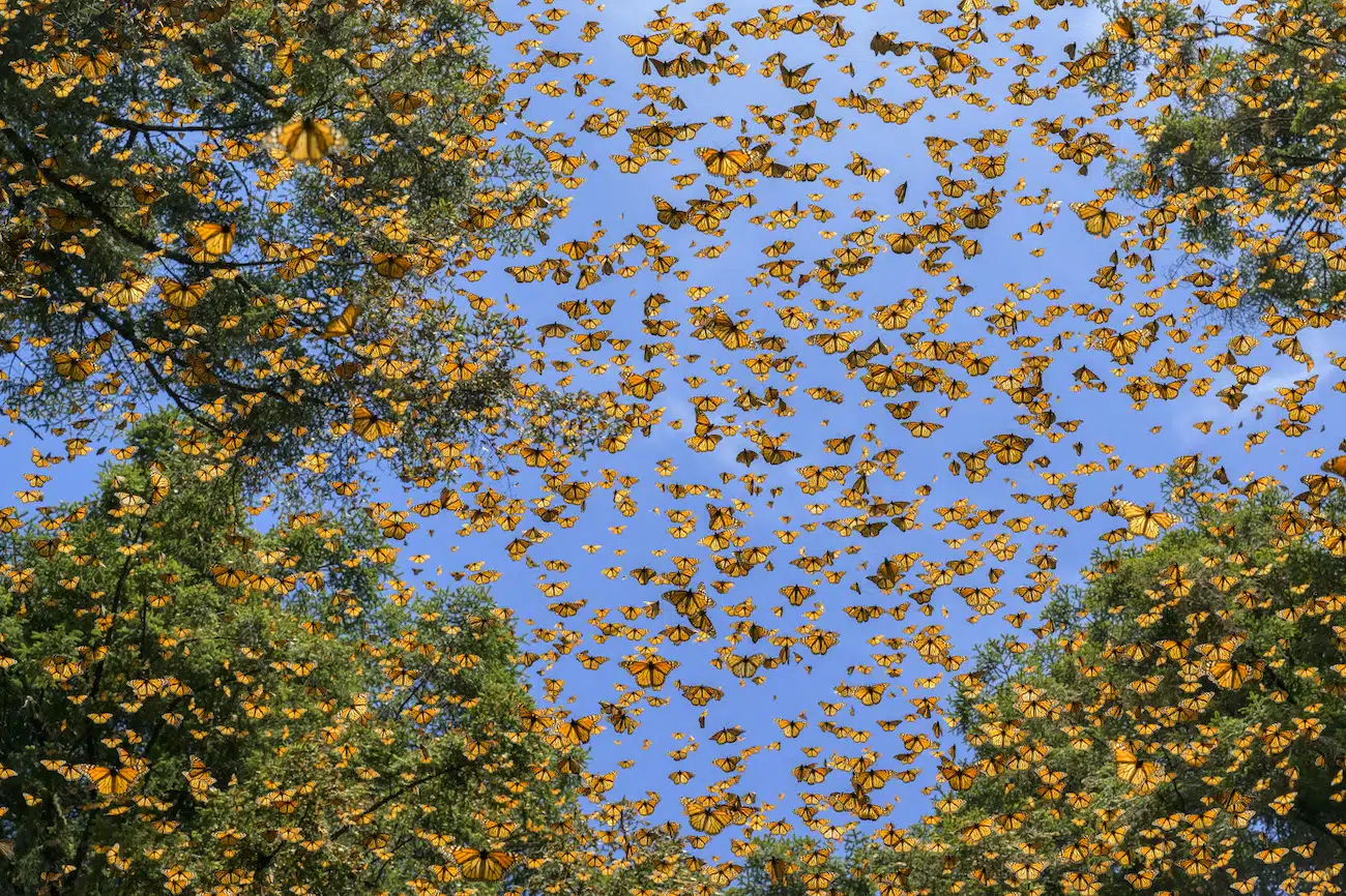 Saving the Monarchs by Jaime Rojo