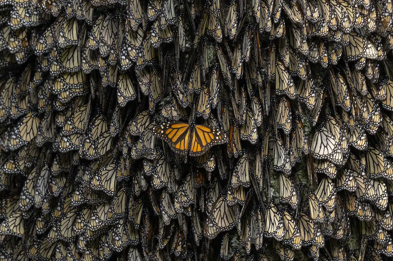 Saving the Monarchs by Jaime Rojo