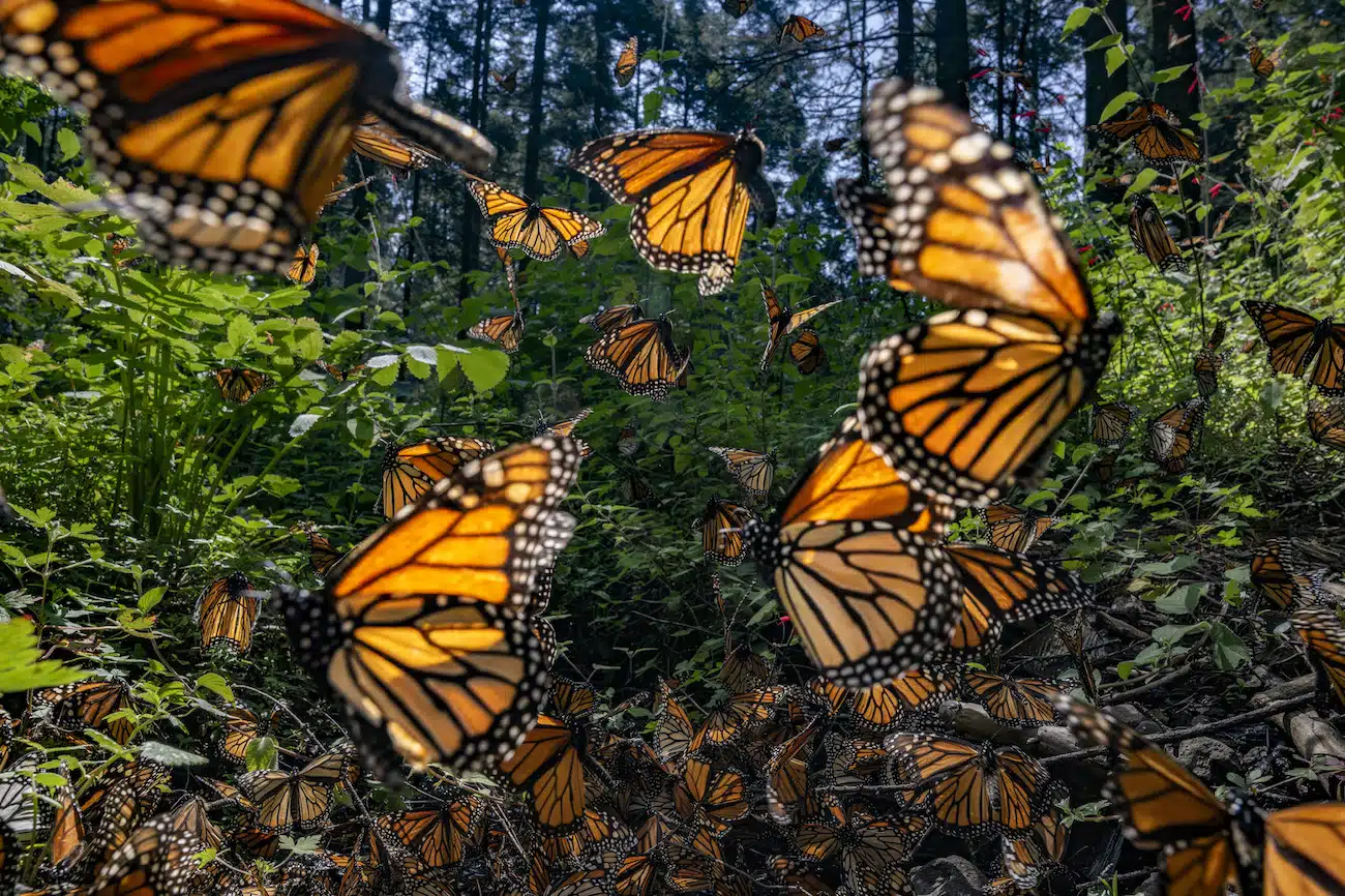 Saving the Monarchs by Jaime Rojo