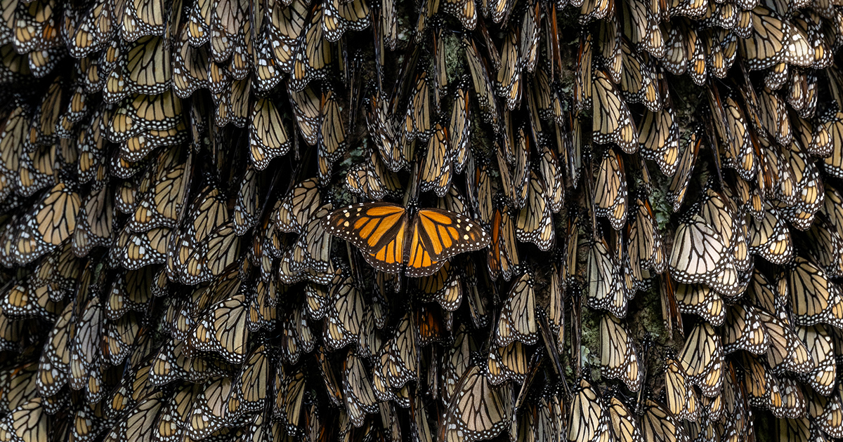 Photos Highlight Importance of Monarch Butterfly Conservation