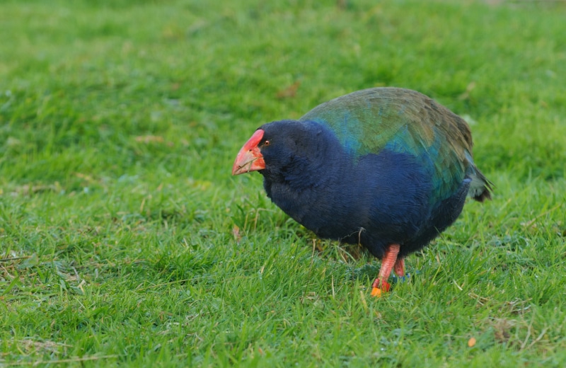 Takahe bird on the grass