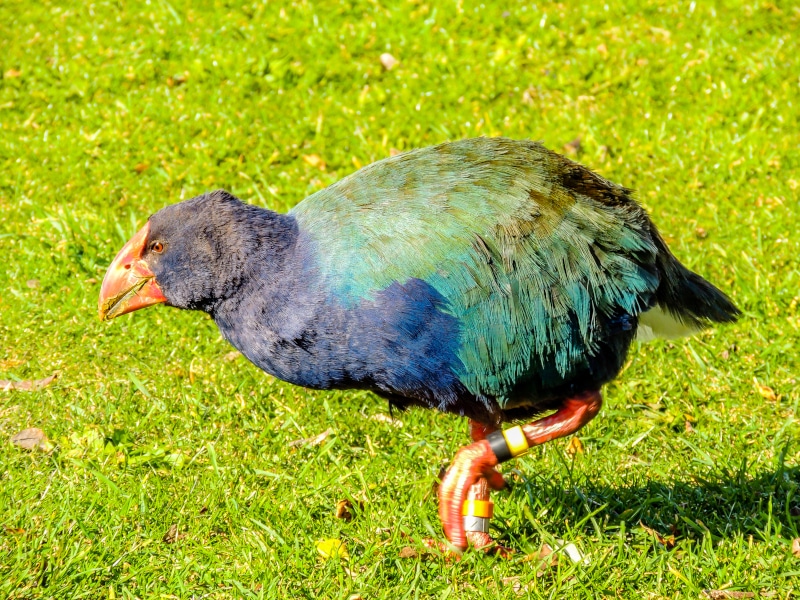 Takahe bird on the grass