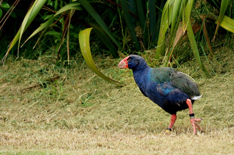 Takahe bird on the grass