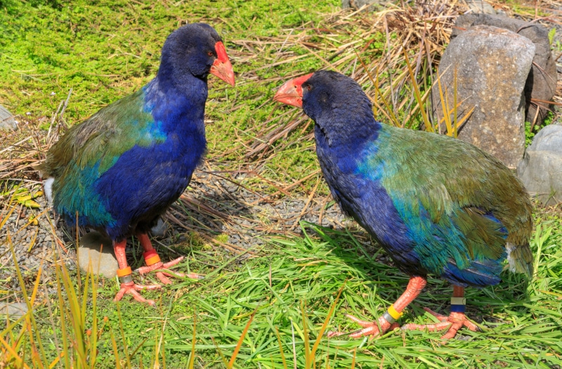 Takahe birds on the grass