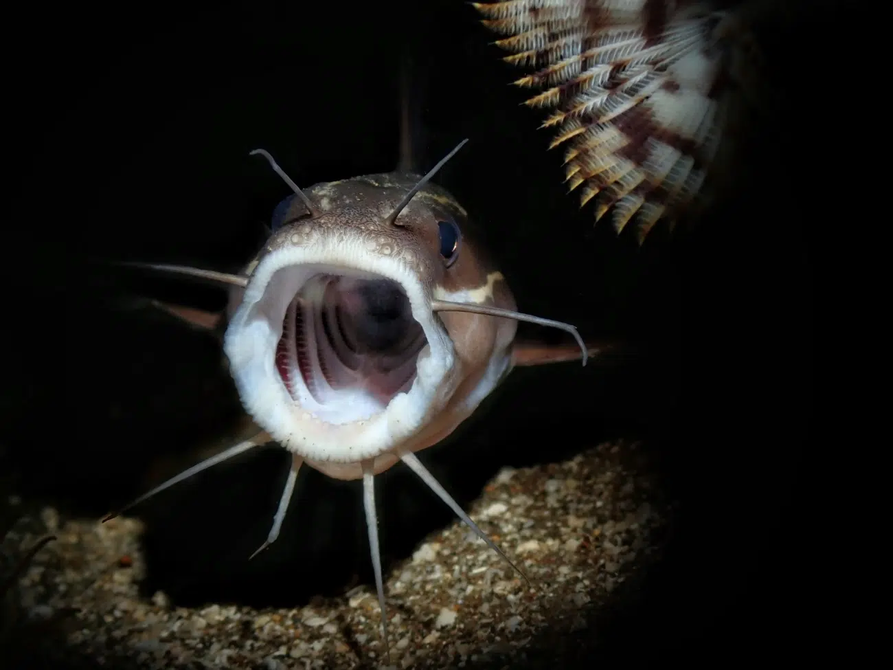 Yawning Plotosus lineatus, commonly known as the striped eel catfish.