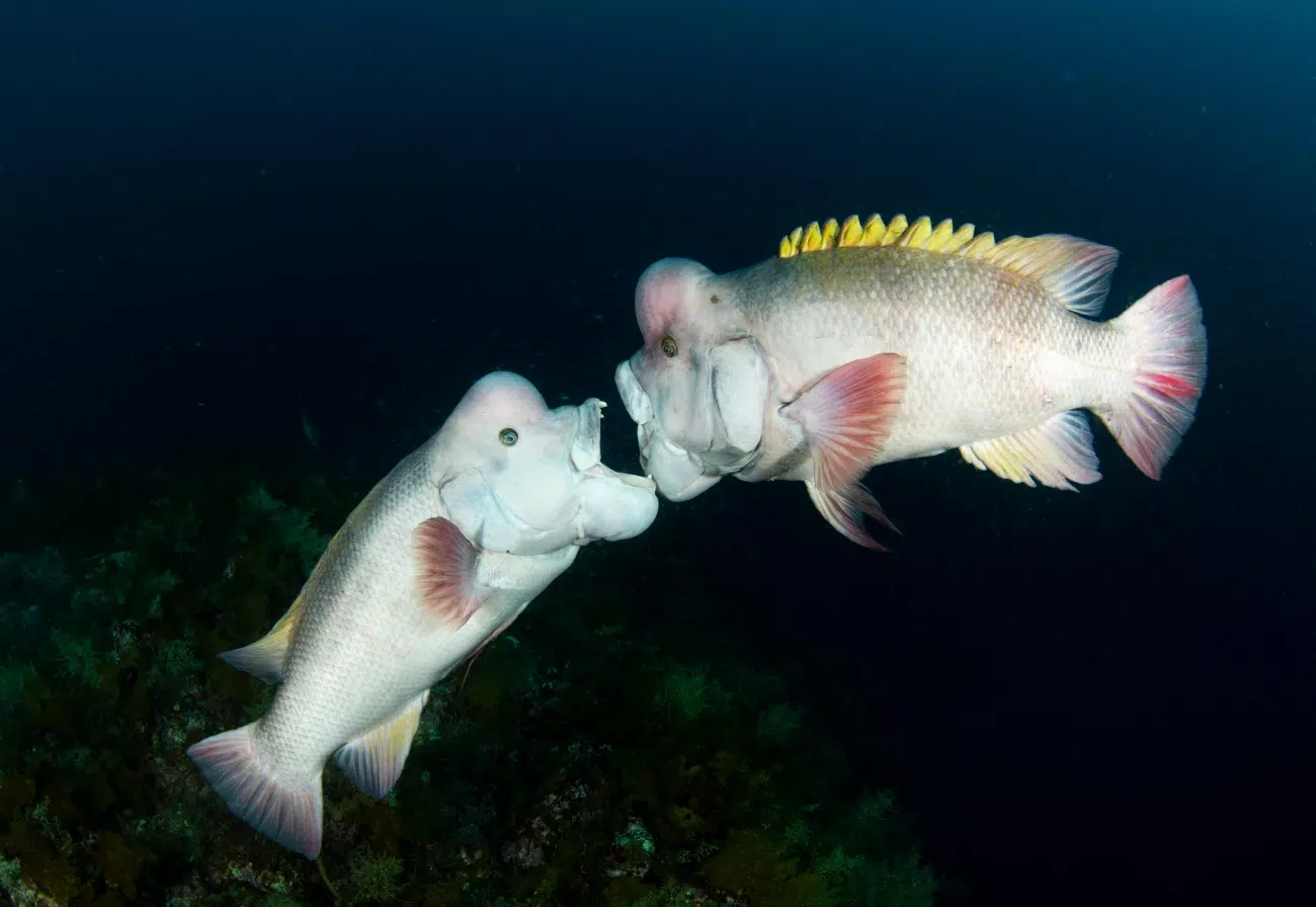 Two male Asian Sheepshead Wrasse battling over territory