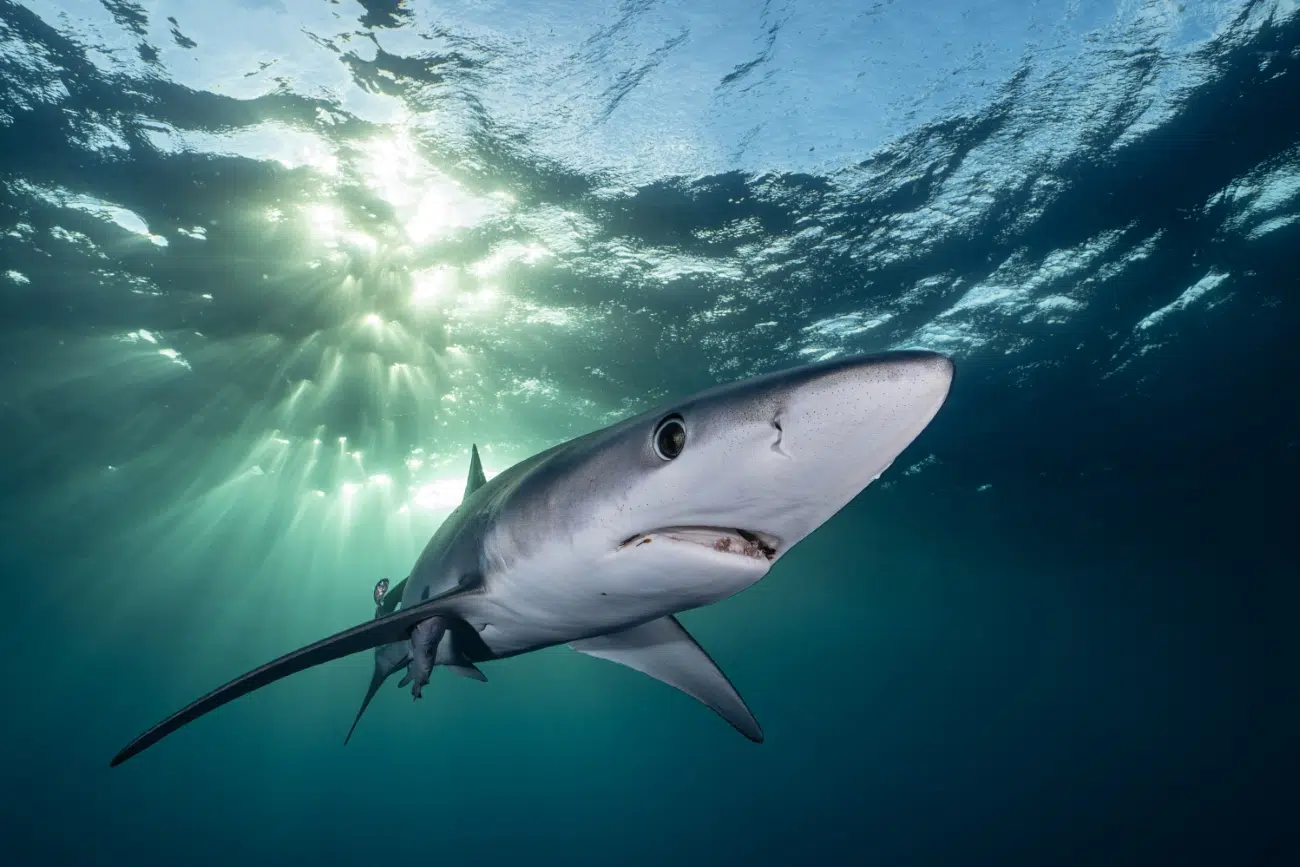 Underwater image of a shark in Argentina