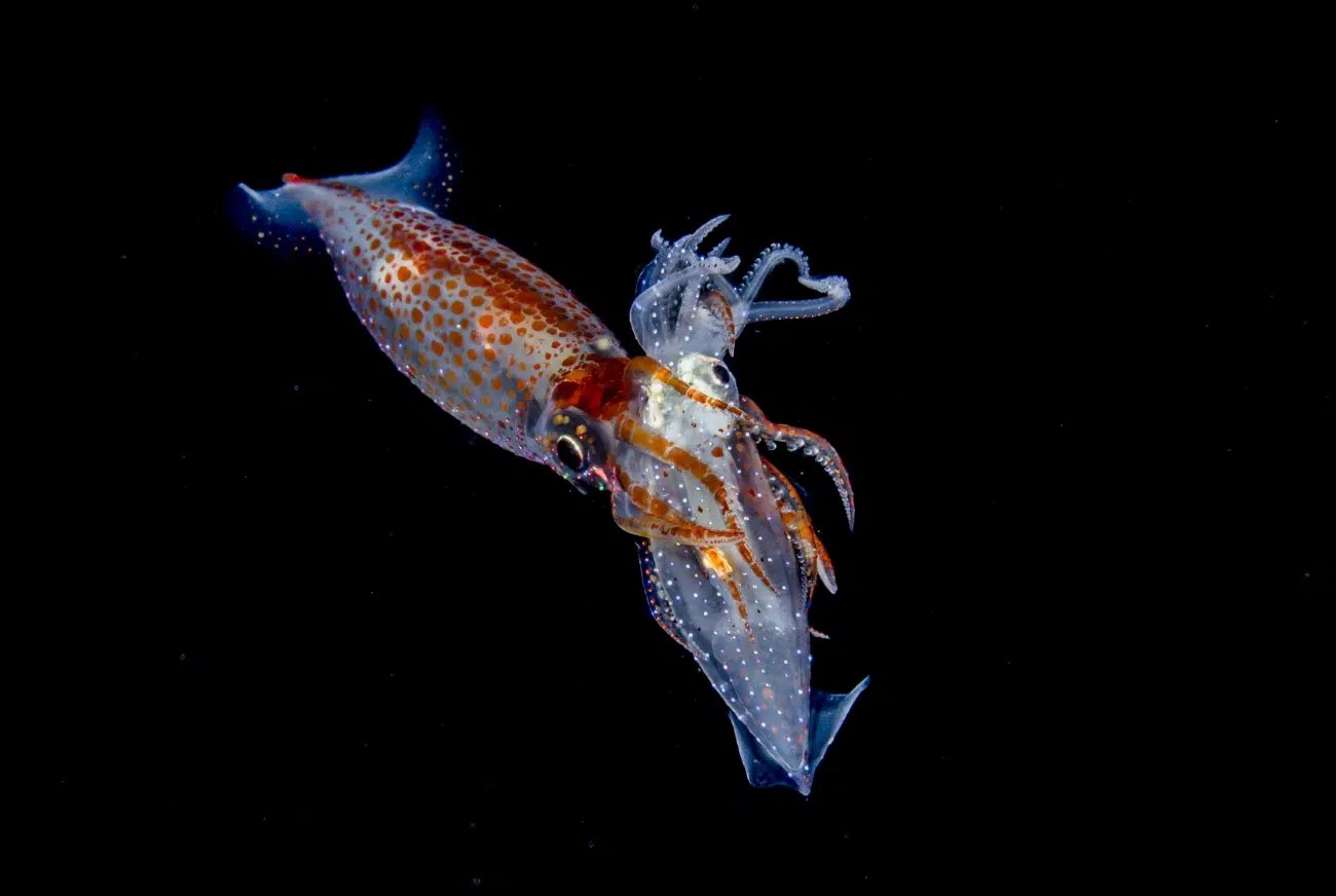 Blackwater photograph of a squid consuming another smaller squid