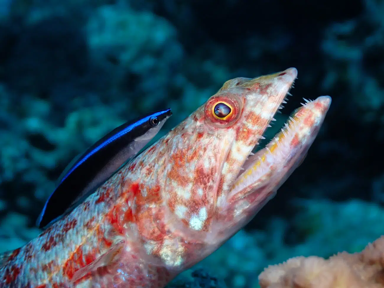 Bluestreak Cleaner wrasse (Labroides dimidiatus) perched on a Variegated Lizardfish (Synodus variegatus) in the Great Barrier Reef