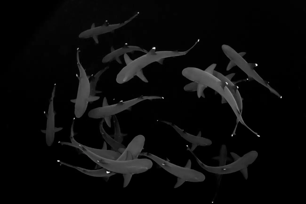 Black and white swirl of white tip sharks in Mexico