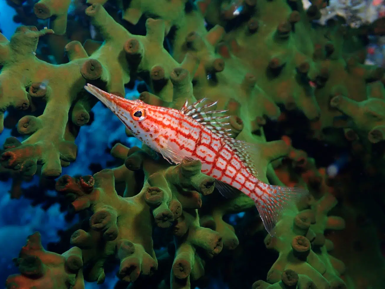 Longnose Hawkfish in the Great Barrier Reef