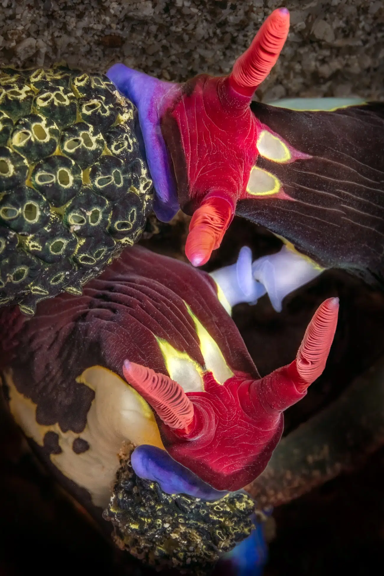 Two nudibranchs utilize their extended gonophors to mate while savoring a nutritious meal of green tendrils.