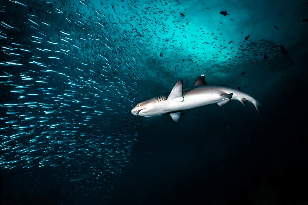 White tip reef shark in Maya Thila