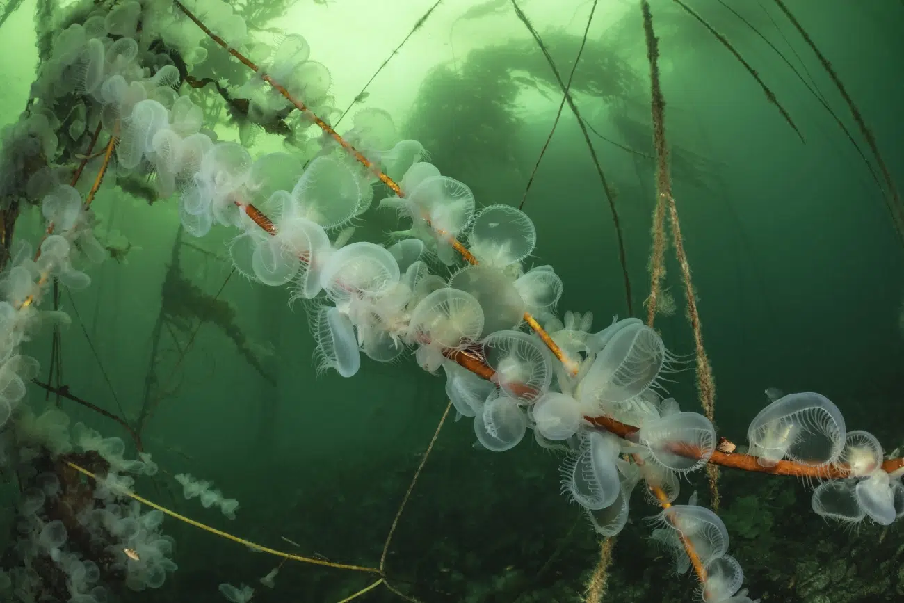 Nudibranchs near Vancouver Island