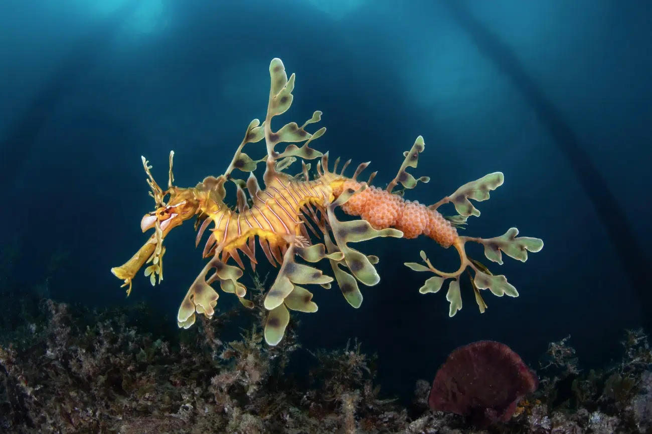 Sea dragon with eggs on its tail