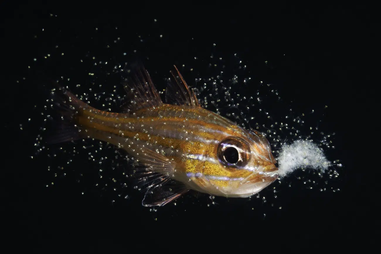 Male Ostorhinchus properuptus giving birth to fish from its mouth