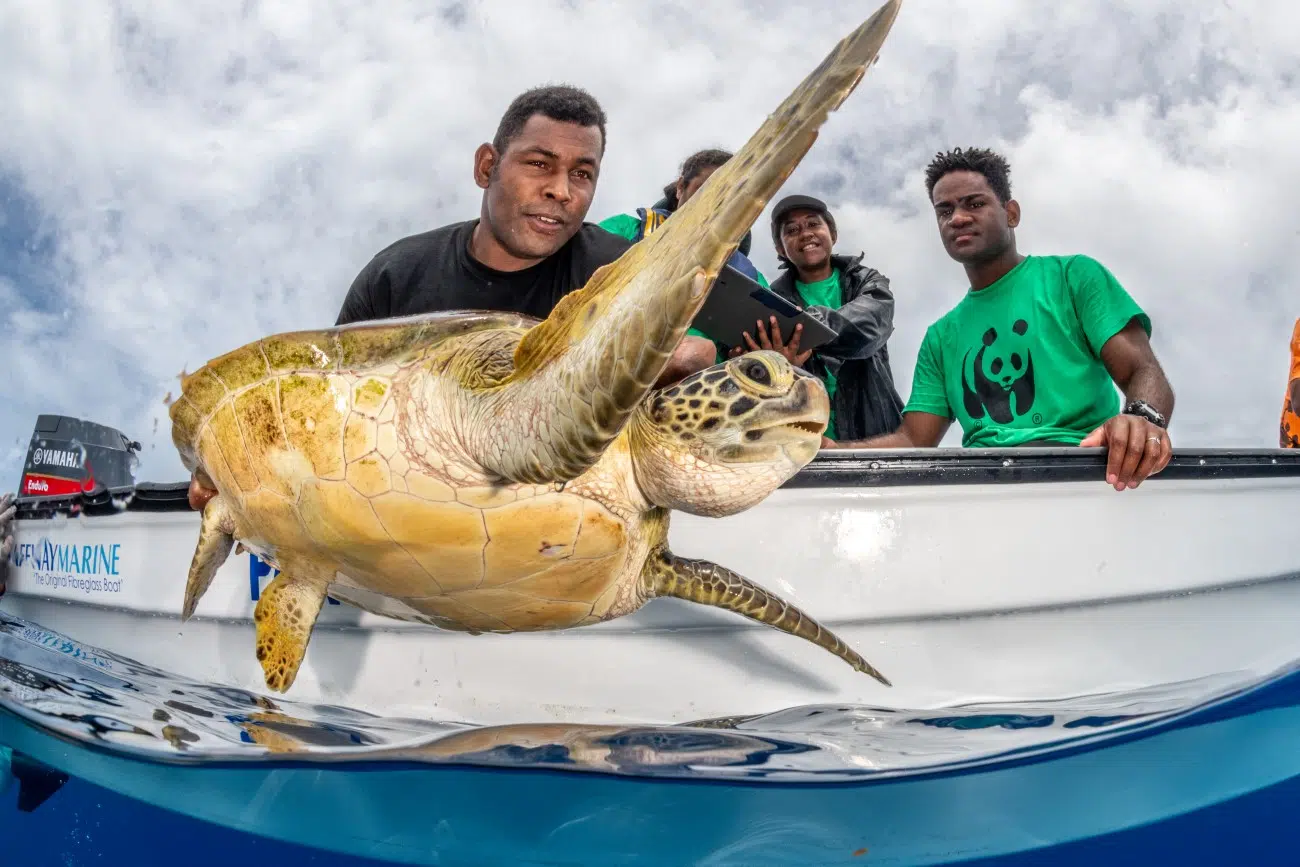 WWF personnel & turtle monitor volunteers observing turtles in Fiji