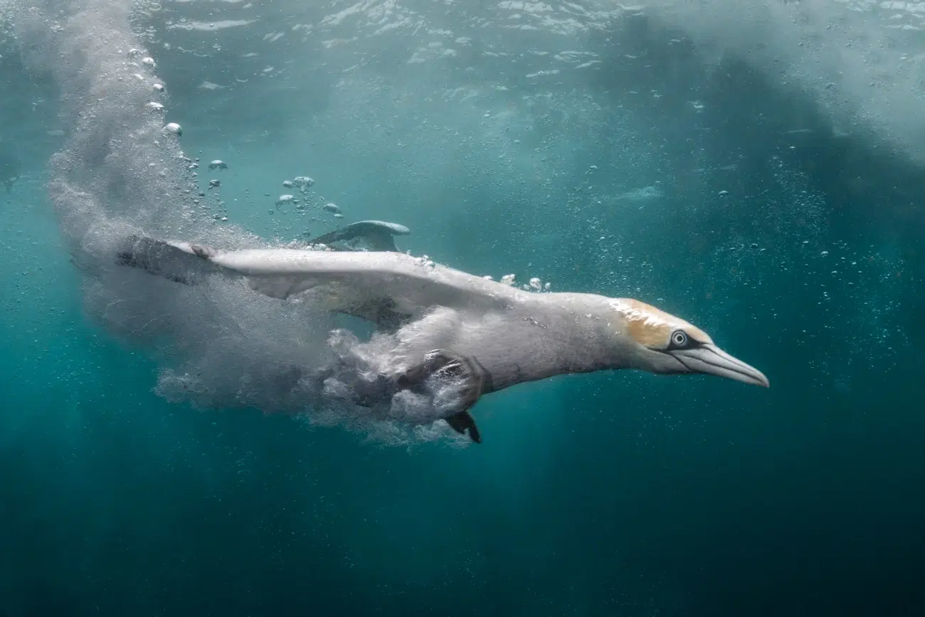 Northern Gannet diving underwater in Shetland