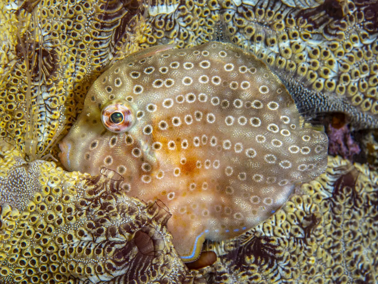 Pygmy Leatherjacket tucked away in seaweed